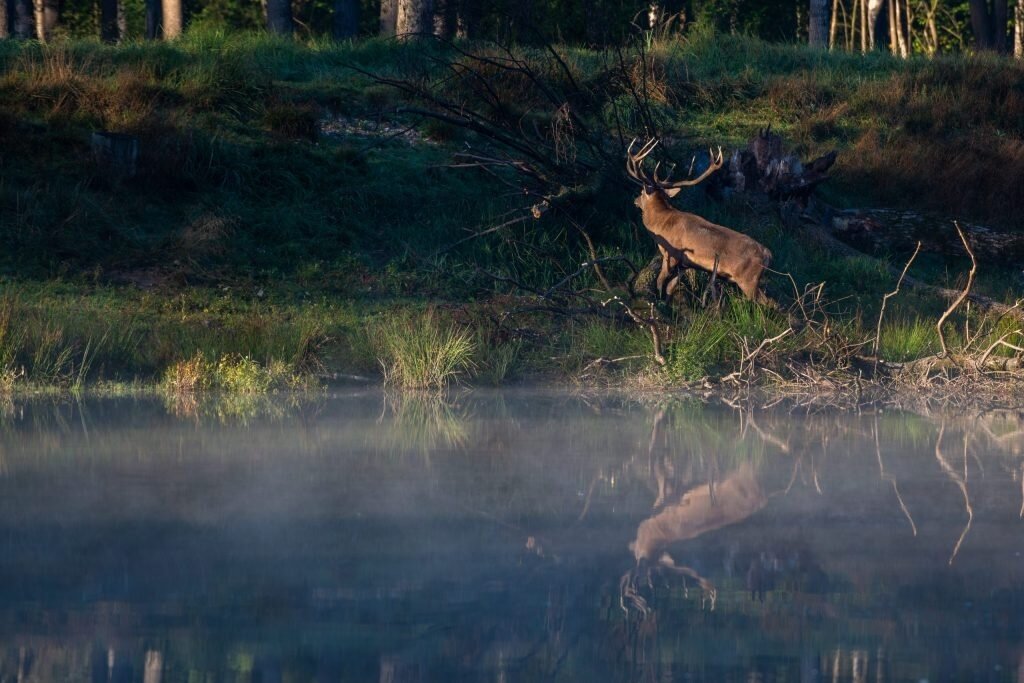 Sika- & Damhirsch Österreich