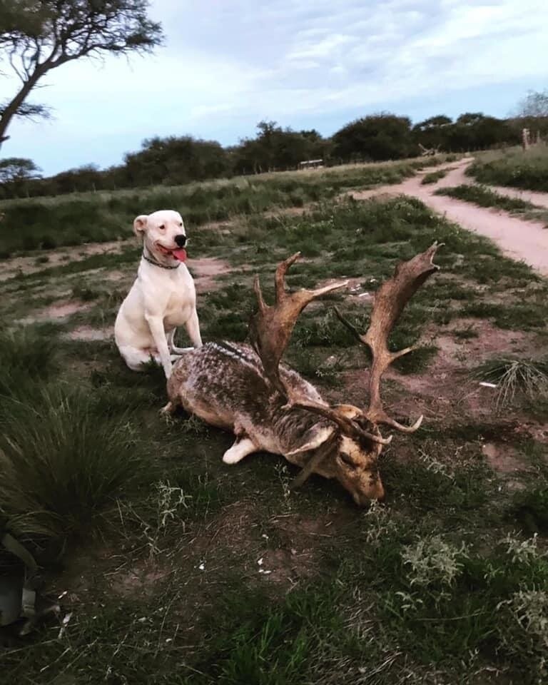 Rot- und Damhirsch-Jagd - Bahia Blanca - Argentinien