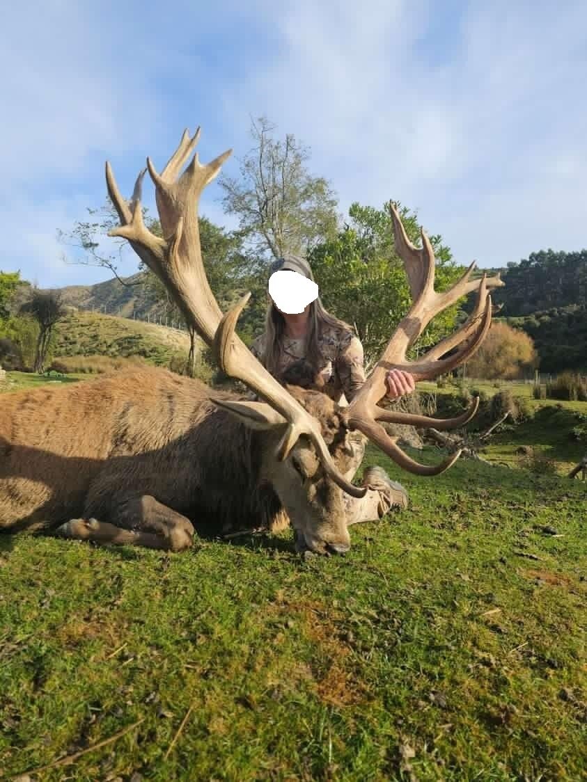 Rothirsch - Neuseeland - Bild 1