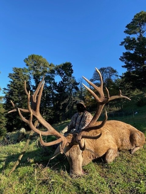 Rothirsch - Neuseeland - Bild 2