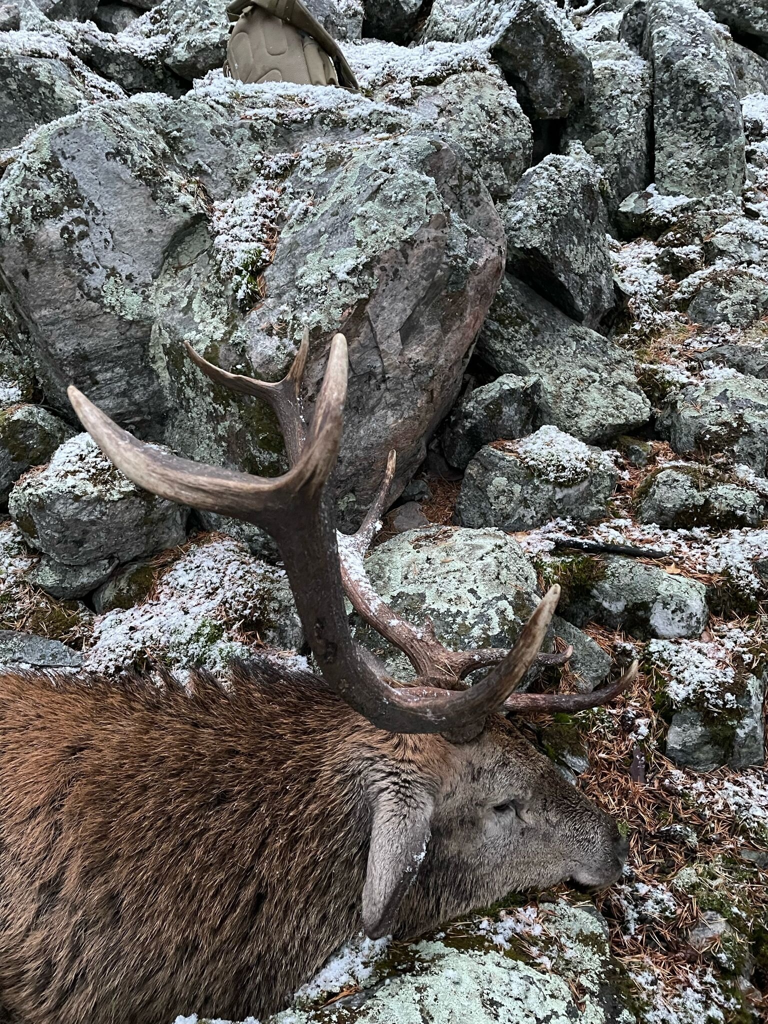 Rothirsch - Norwegen