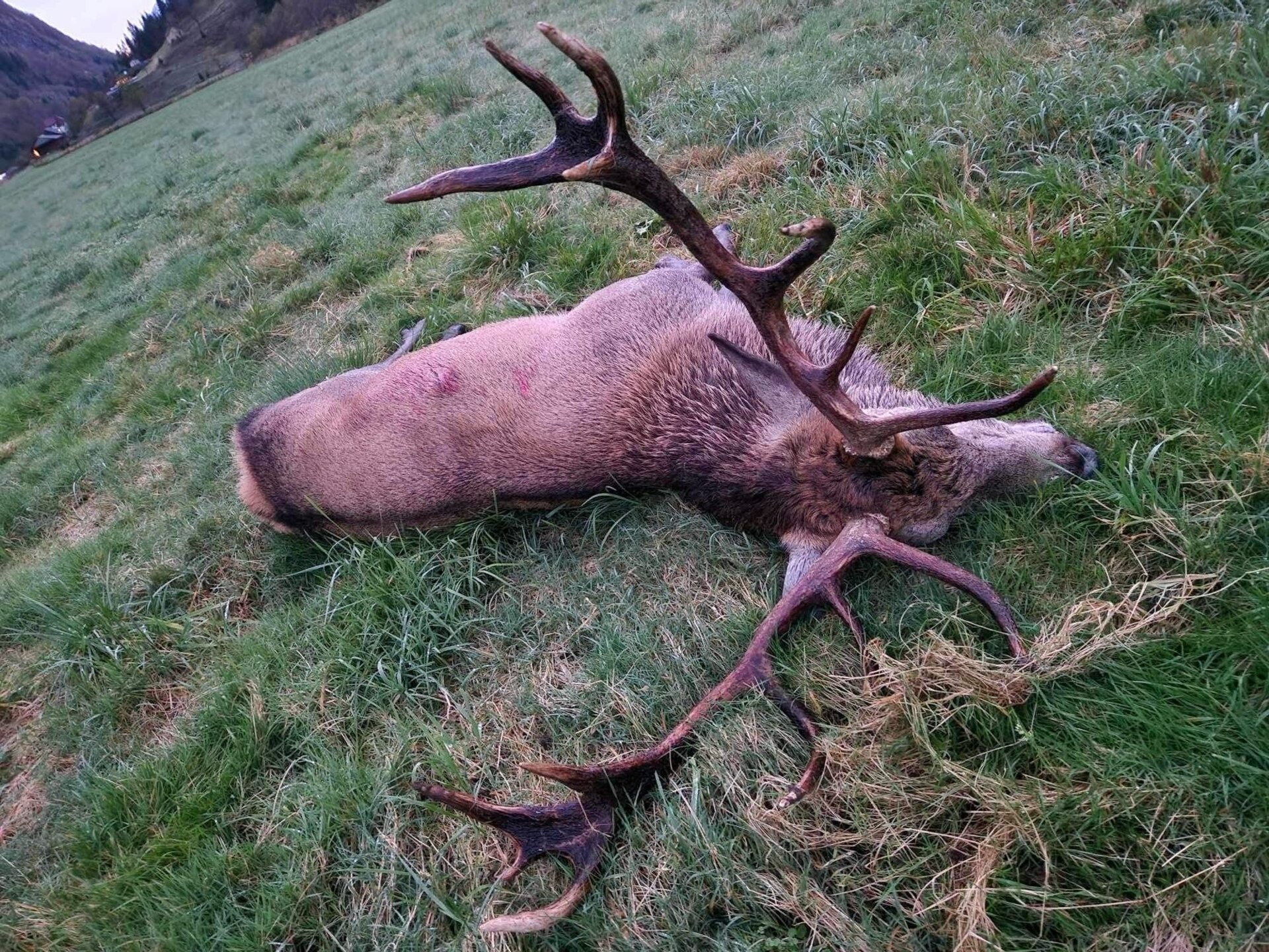 Rothirsch - Norwegen - Bild 3