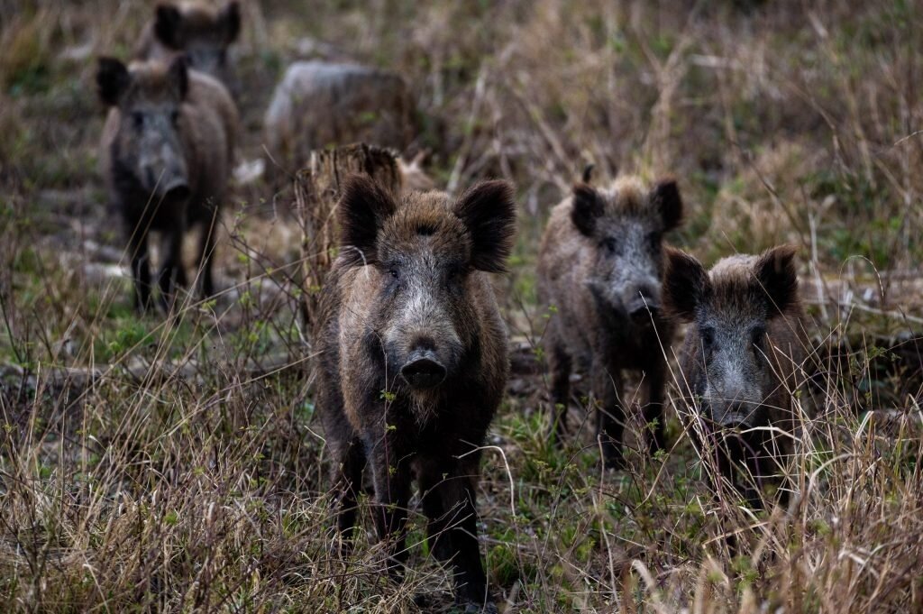 Rothirsch Österreich