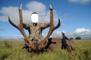 Banteng, Rusa - & Axis-Hirsch / Australien