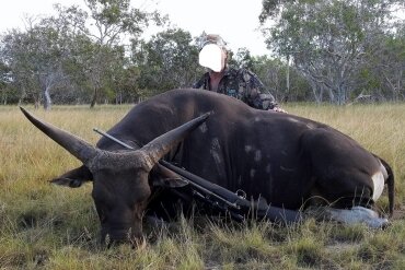 Banteng, Rusa - & Axis-Hirsch / Australien - Bild 3