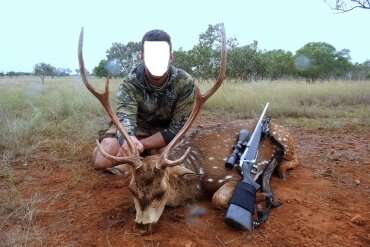 Banteng, Rusa - & Axis-Hirsch / Australien - Bild 4