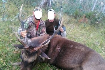 Sambar - & Rusa-Hirsch / Australien