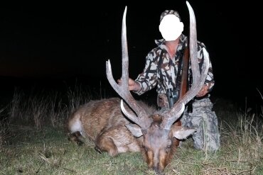 Sambar - & Rusa-Hirsch / Australien - Bild 2