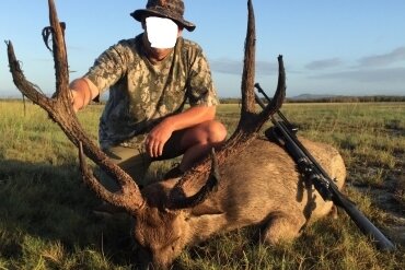 Sambar - & Rusa-Hirsch / Australien - Bild 3