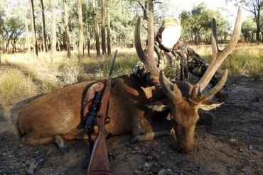 Sambar - & Rusa-Hirsch / Australien - Bild 4