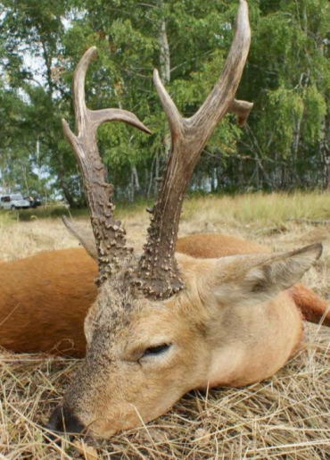 Sibirischer Rehbock Kasachstan