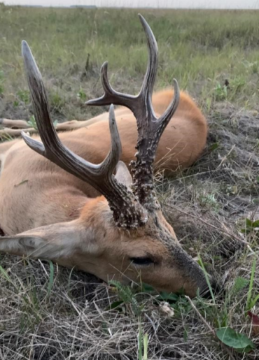Sibirischer Rehbock Kasachstan