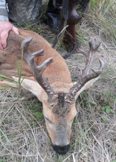 Sibirischer Rehbock Kasachstan