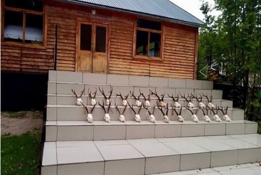 Sibirischer Rehbock Kasachstan