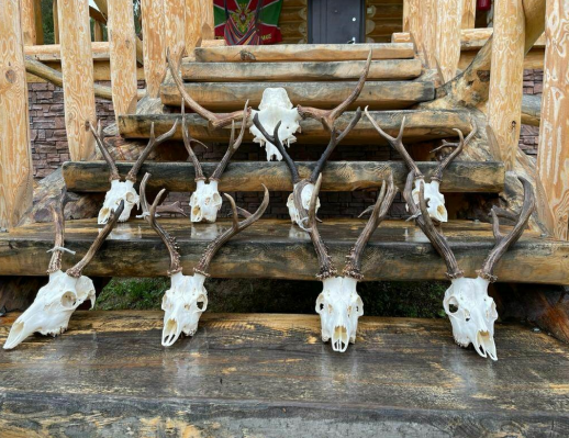 Sibirischer Rehbock Kasachstan