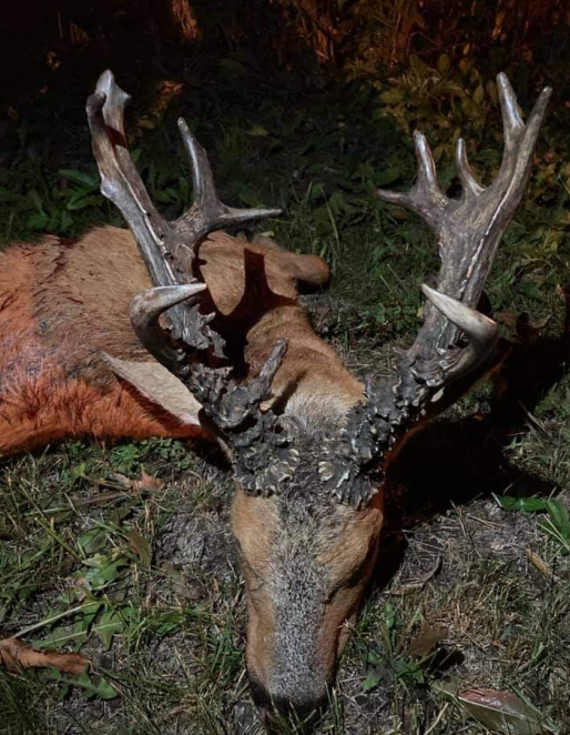 Sibirischer Rehbock und Elch - Kombojagd - Kasachstan