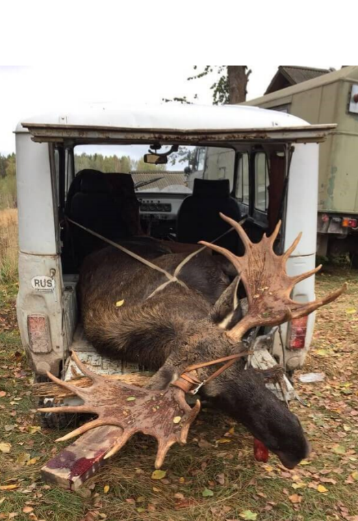 Sibirischer Rehbock und Elch - Kombojagd - Kasachstan - Bild 3