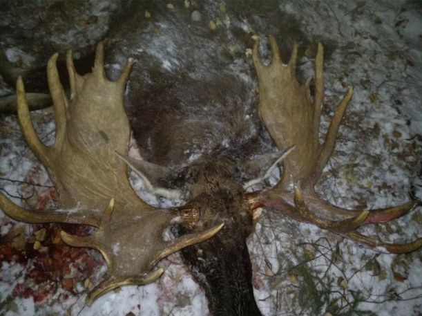 Sibirischer Rehbock und Elch - Kombojagd - Kasachstan - Bild 4