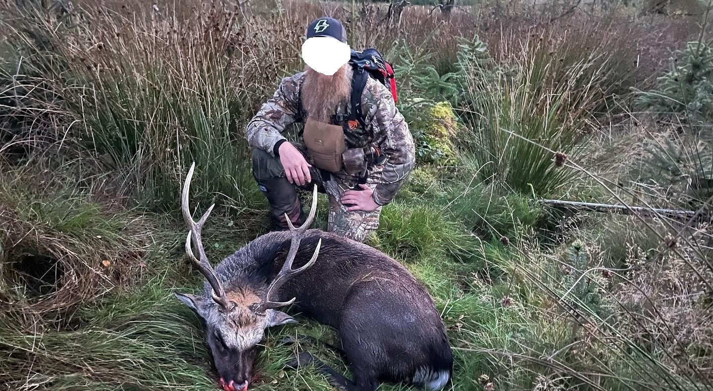 Sika-Hirsch-Jagd/Irland