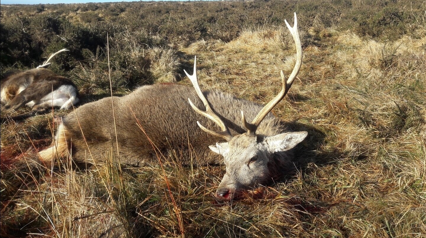 Sika-Hirsch-Jagd/Irland - Bild 2