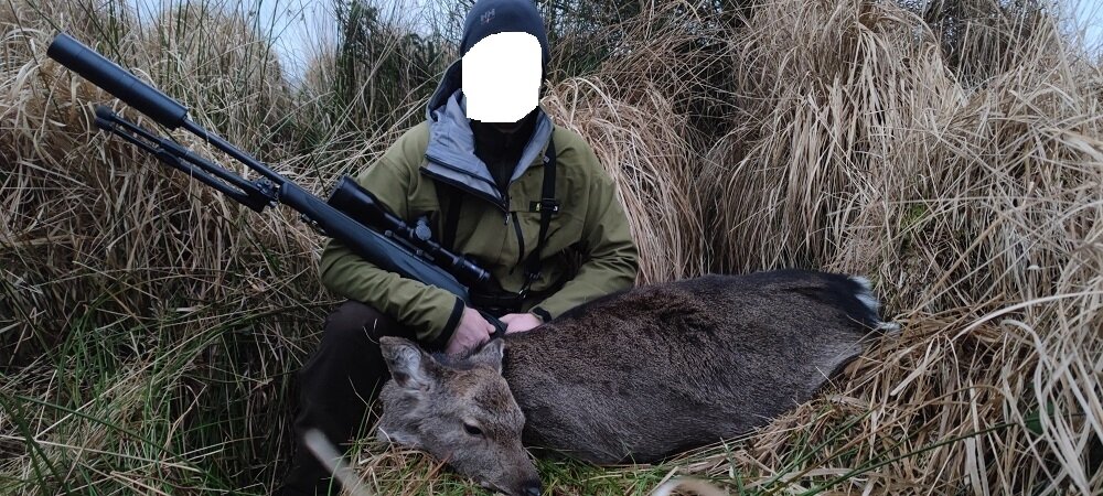 Sika-Hirsch-Jagd/Irland - Bild 4