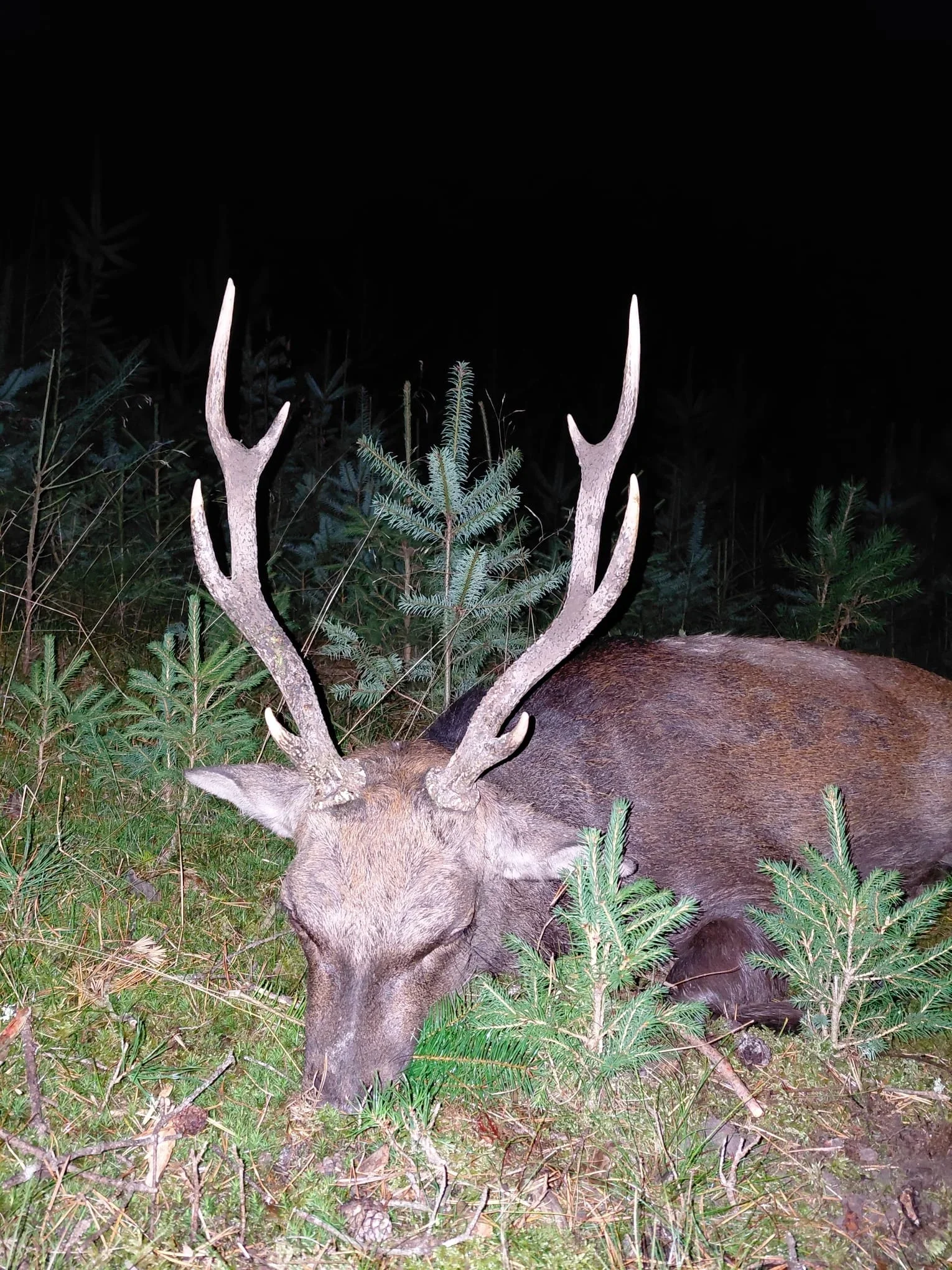Sika-Hirsch-Jagd/Tschechien - Bild 3