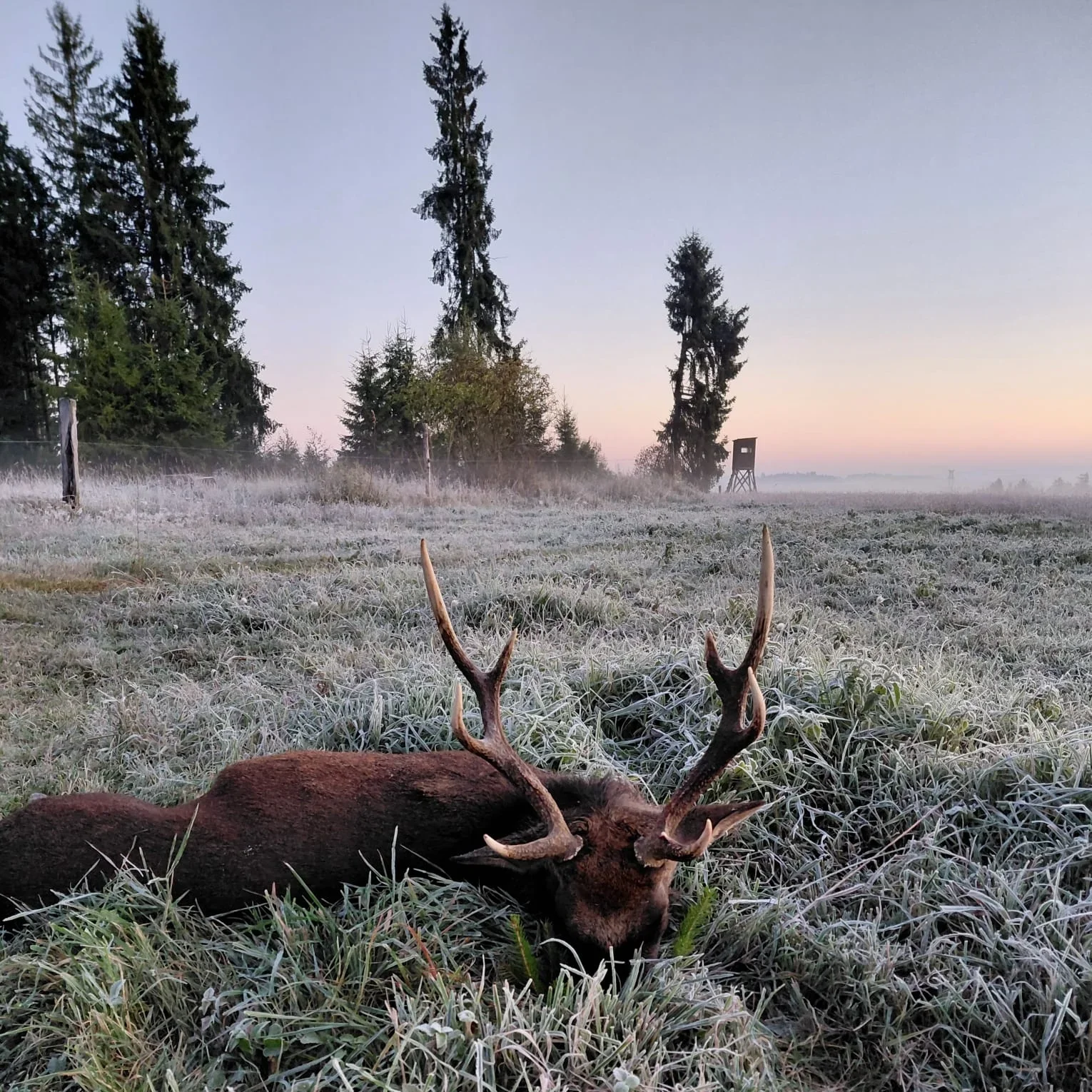 Sika-Hirsch-Jagd/Tschechien - Bild 4