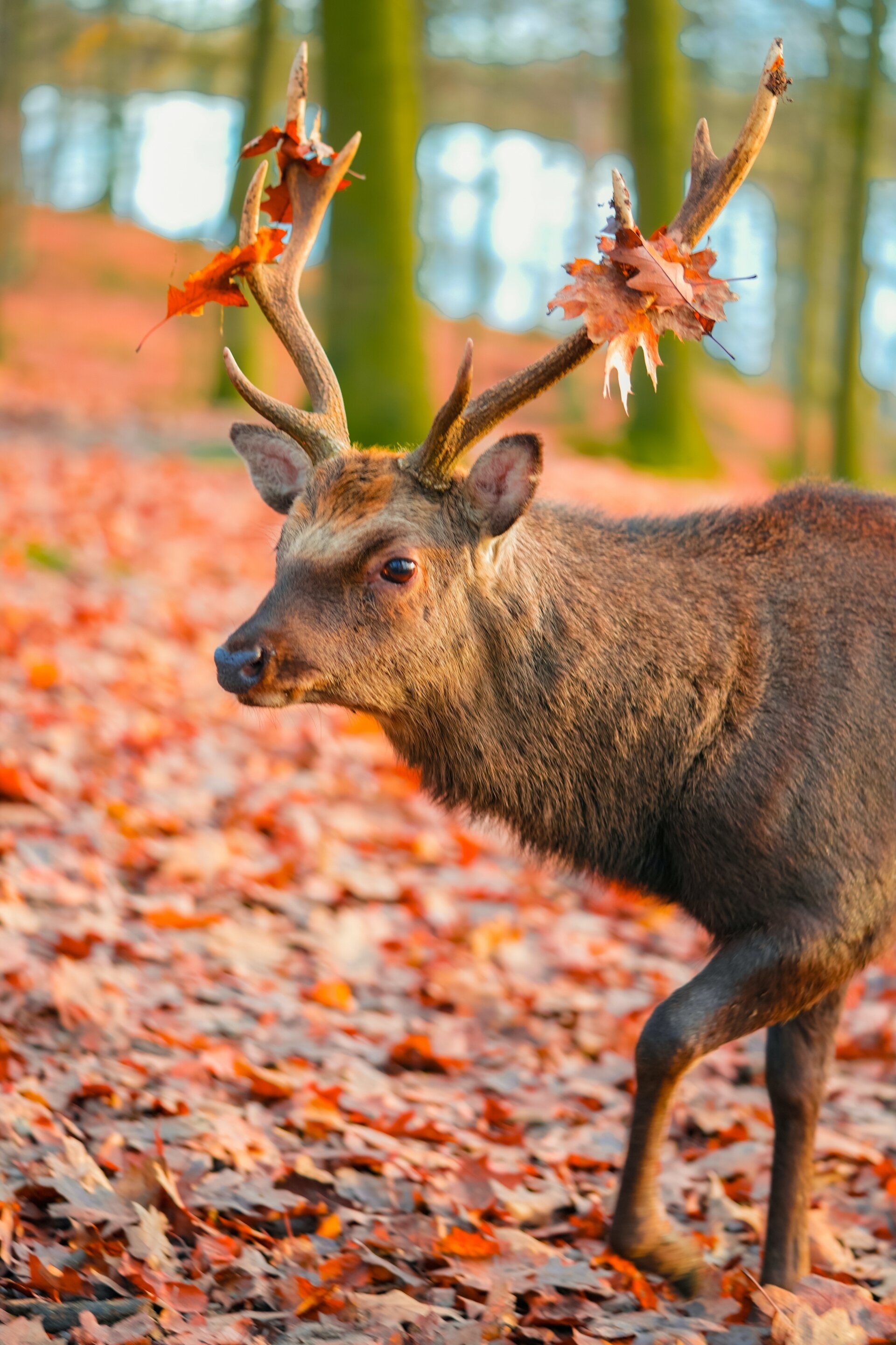Sikahirsch - Österreich