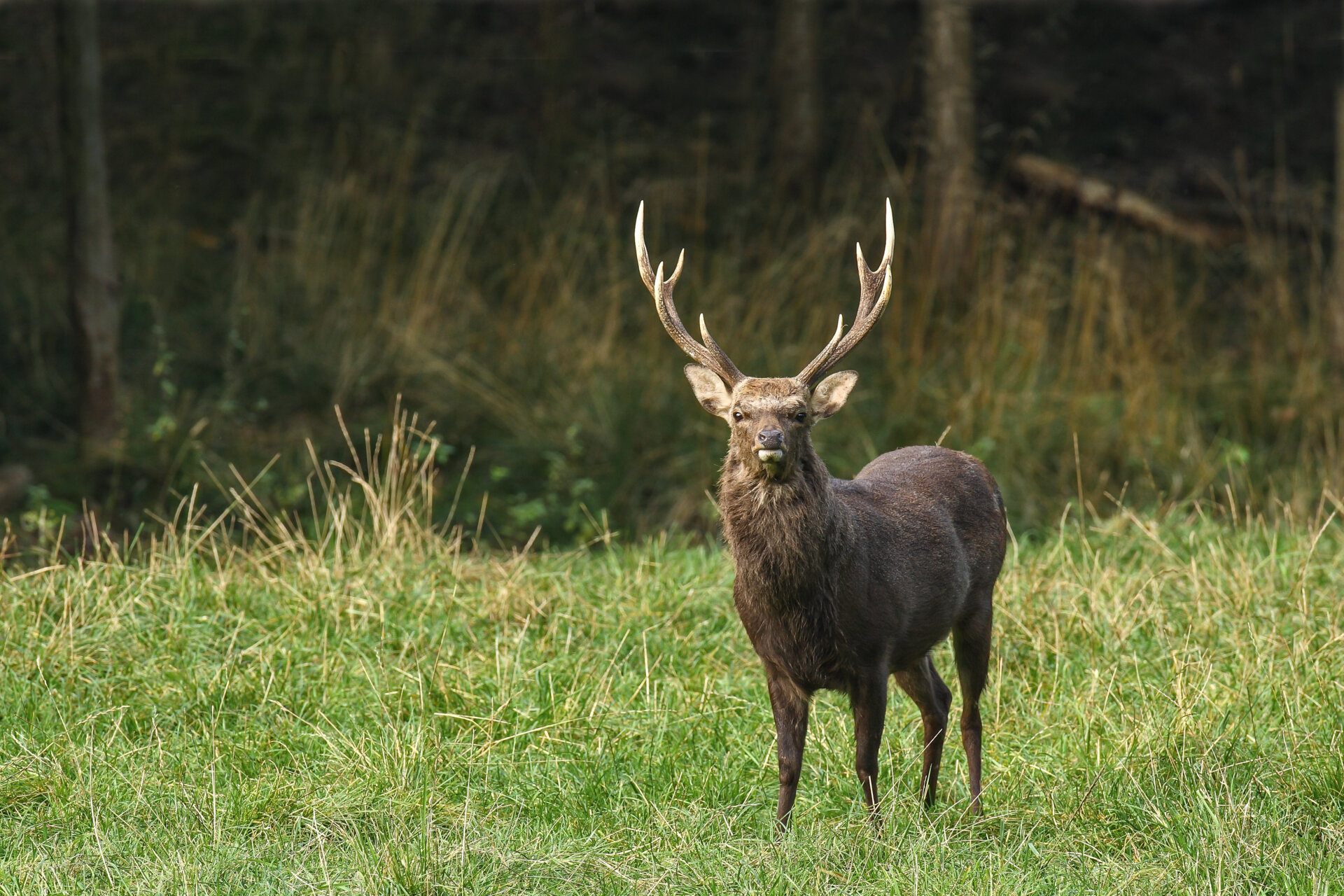 Sikahirsch - Österreich - Bild 2