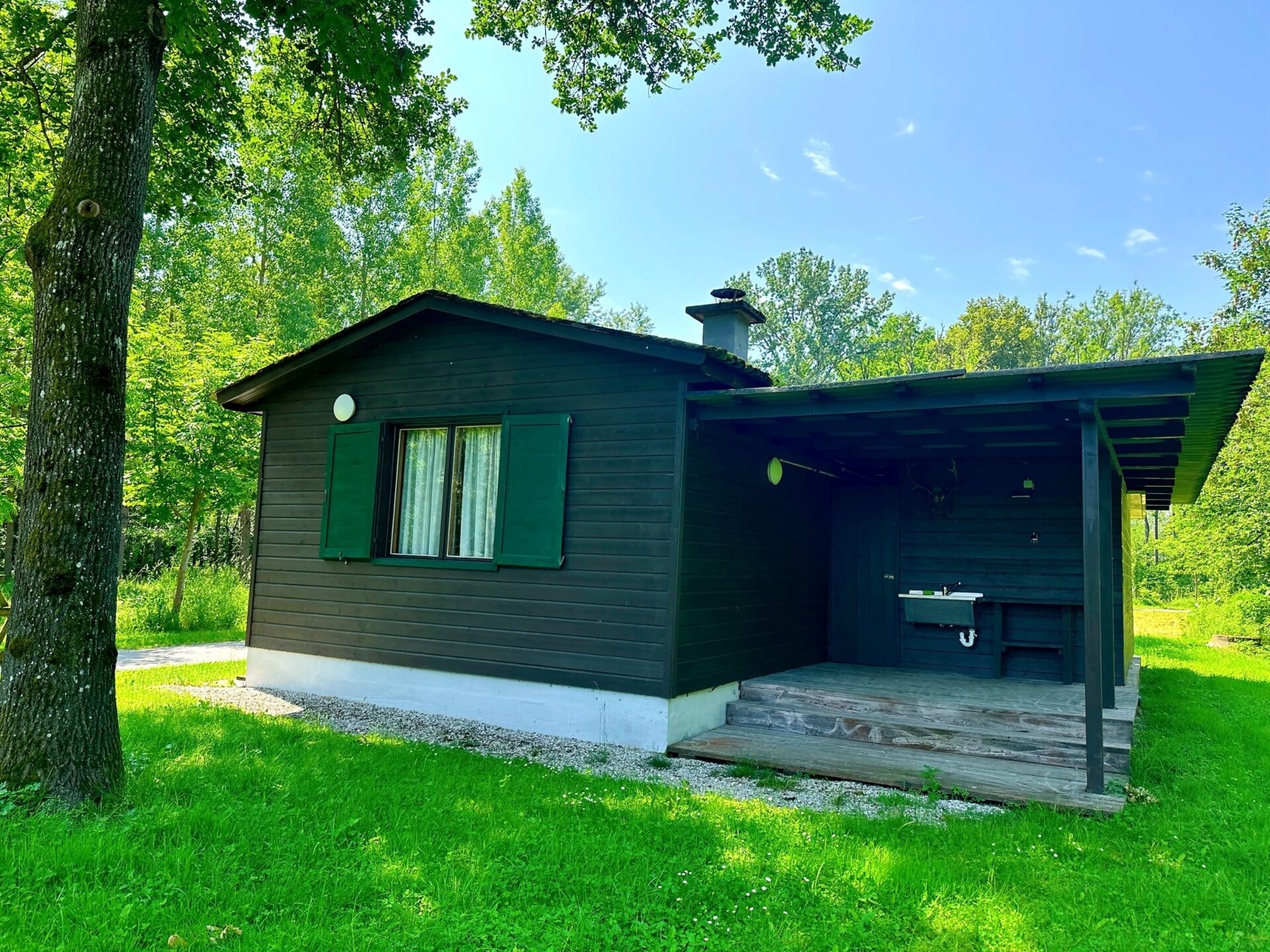 Sikahirsch - Österreich - Bild 4