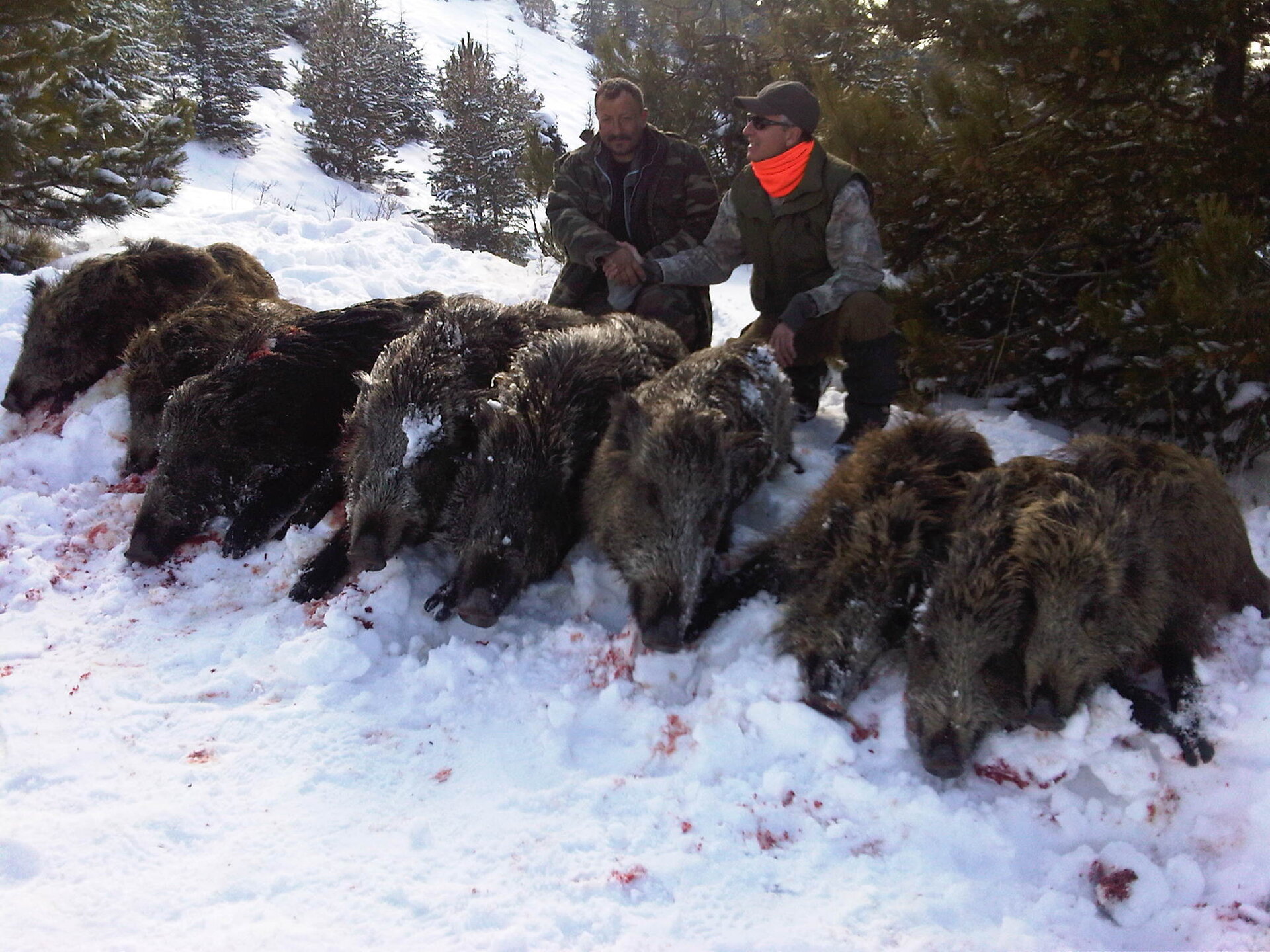 Starke Keiler - Türkei - Bild 1