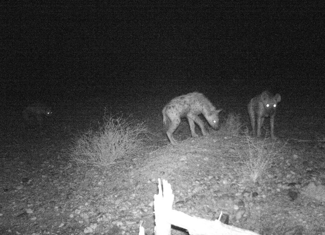 Tüpfelhyäne - Namibia - Bild 1