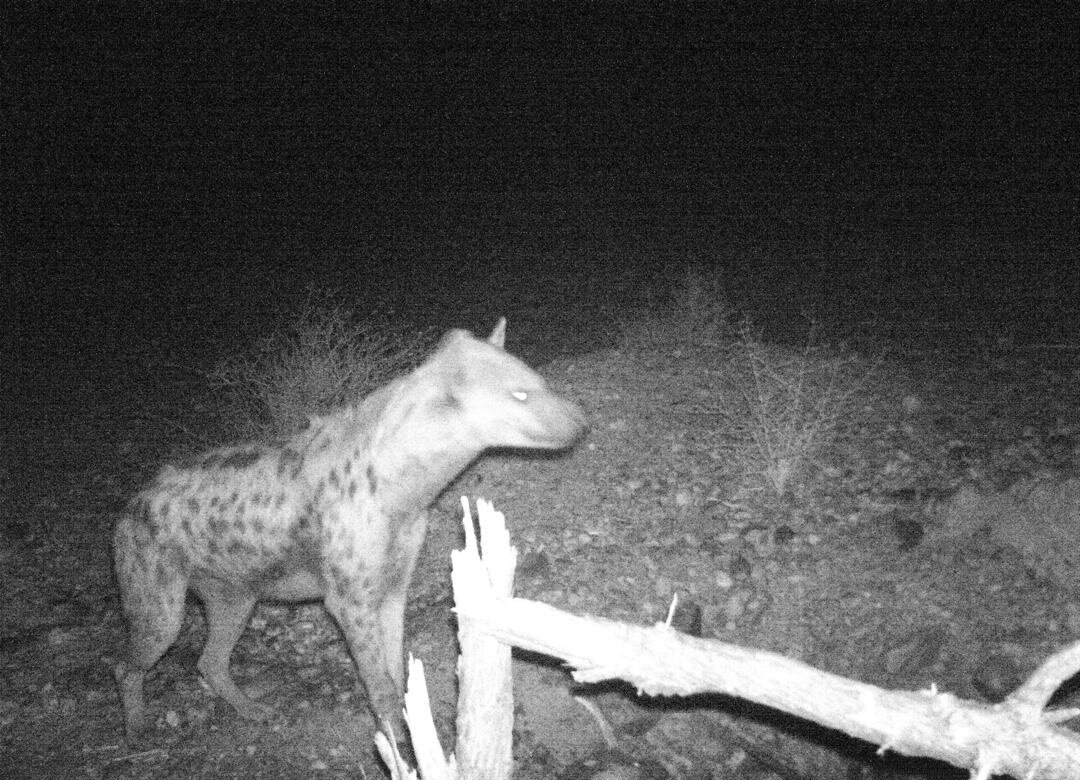 Tüpfelhyäne - Namibia - Bild 2