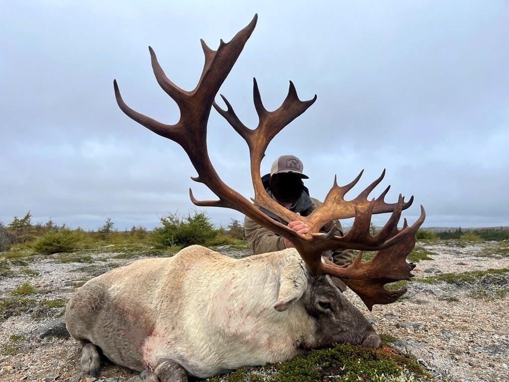 Waldkaribu-Jagd - Neufundland - Kanada - Bild 2