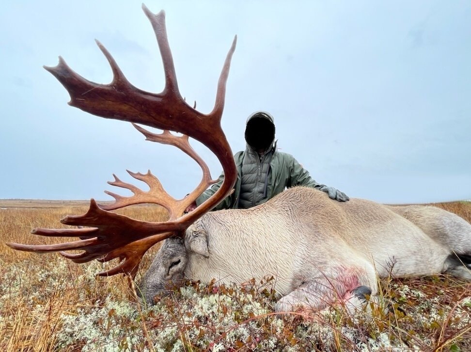 Waldkaribu-Jagd - Neufundland - Kanada - Bild 4