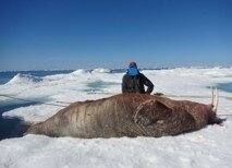Walross-Jagd mit den Inuits in Nanuvut/Kanada