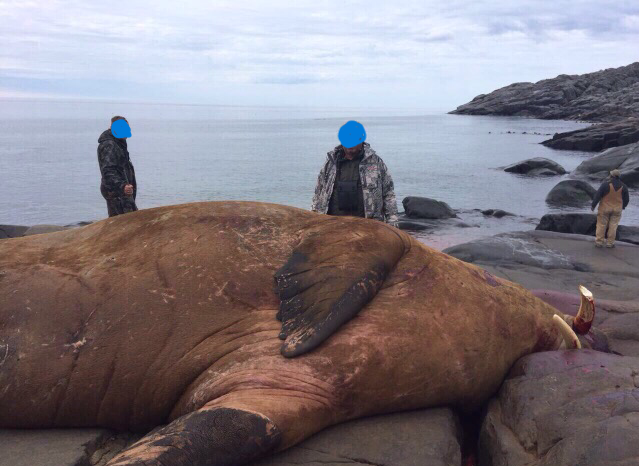 Walross-Jagd mit den Inuits in Nanuvut/Kanada - Bild 2