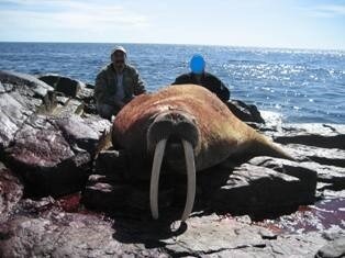 Walross-Jagd mit den Inuits in Nanuvut/Kanada - Bild 4