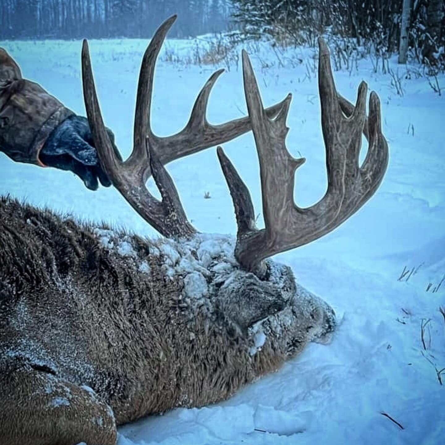 Weisswedelhirsch - Elch-Kombo - Alberta - Kanada - Bild 2