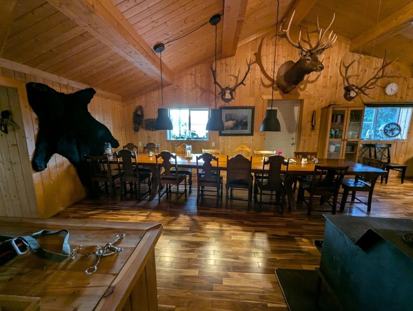 Weisswedelhirsch - Elch-Kombo - Alberta - Kanada - Bild 3