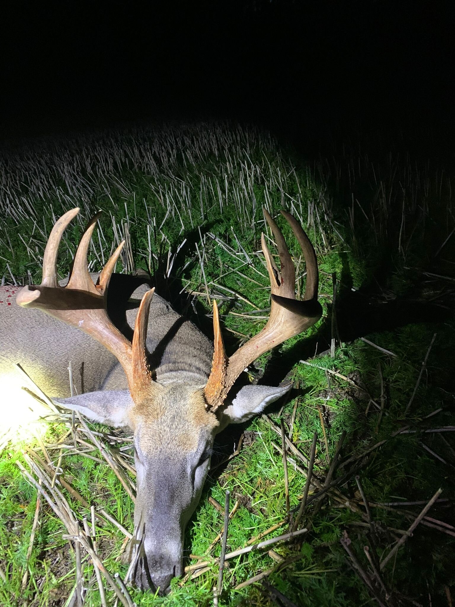 Weisswedelhirsch - Bromarv - Finnland (Süden)