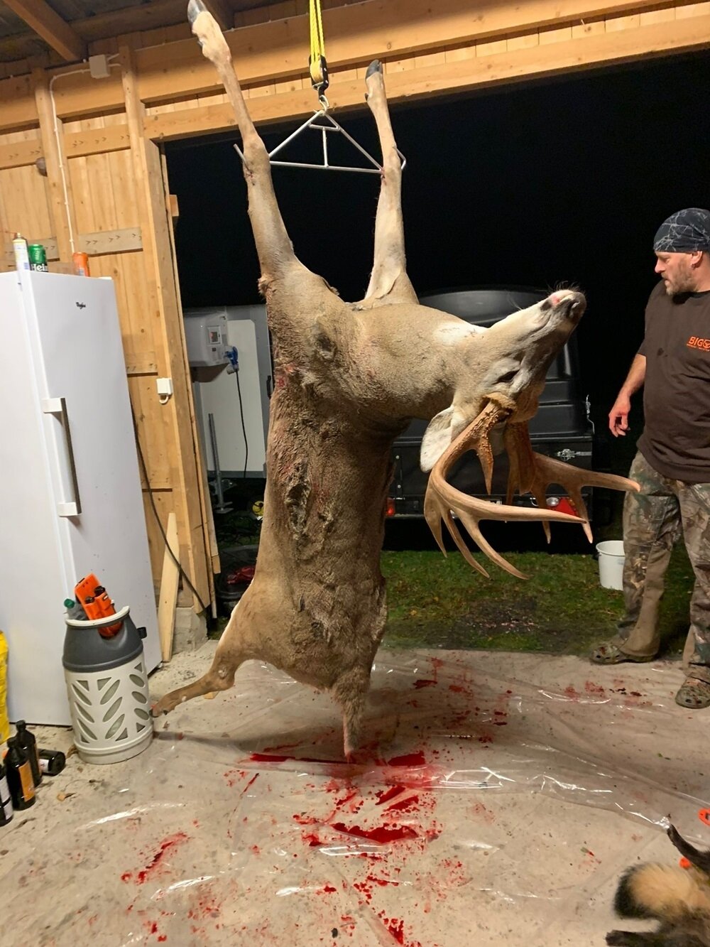 Weisswedelhirsch - Bromarv - Finnland (Süden) - Bild 2