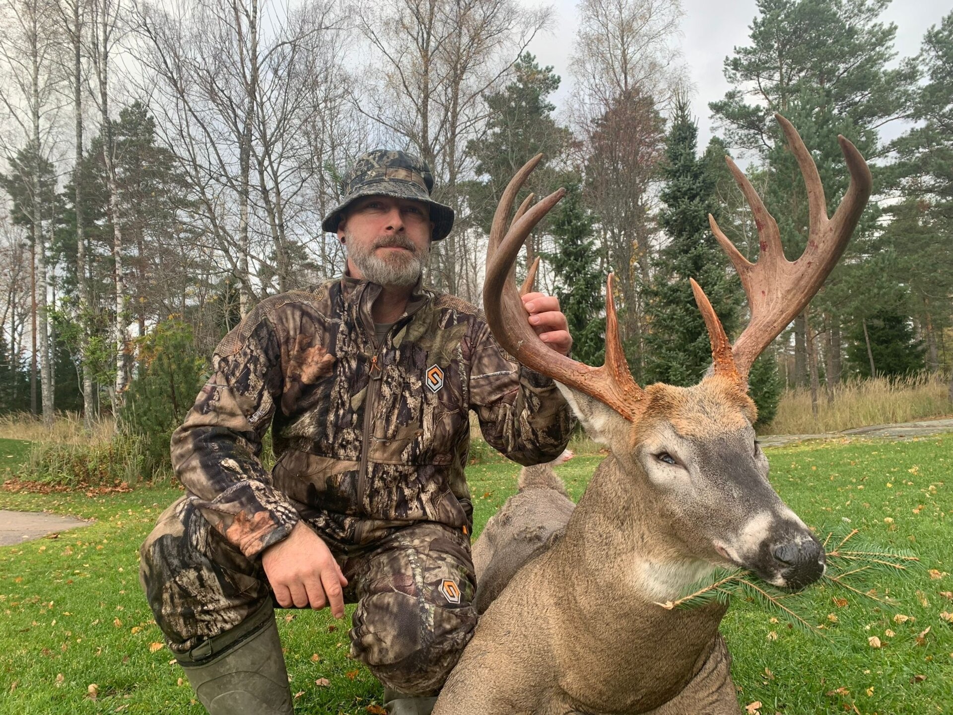 Weisswedelhirsch - Bromarv - Finnland (Süden) - Bild 4