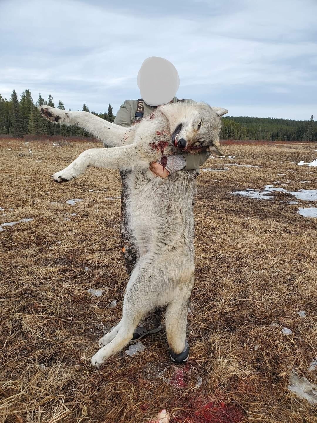 Wolf- und Kojoten-Jagd - Alberta - Kanada - Bild 2