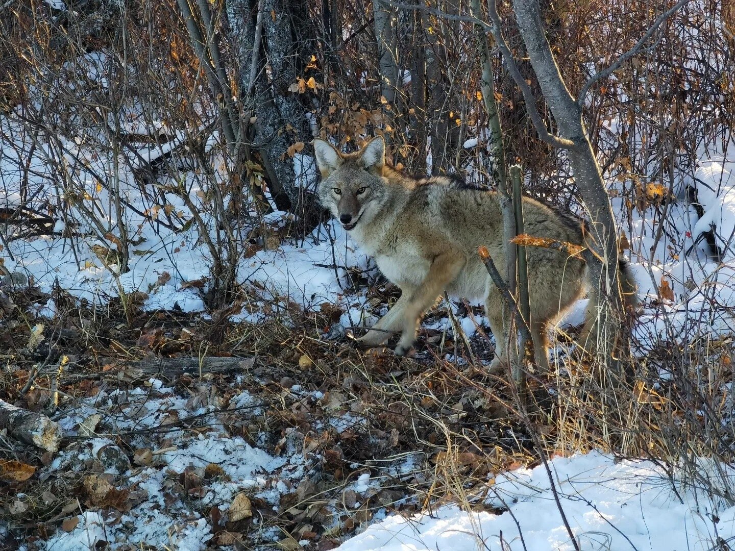 Wolf- und Kojoten-Jagd - Alberta - Kanada - Bild 3