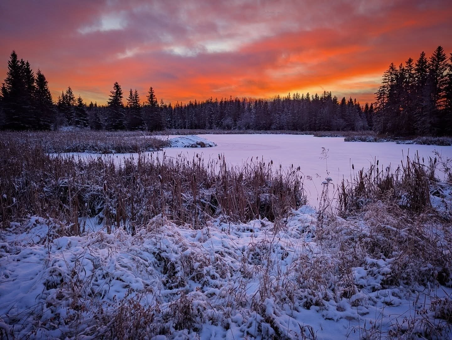 Wolf- und Kojoten-Jagd - Alberta - Kanada - Bild 4