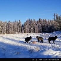 Wolfsjagd Alberta