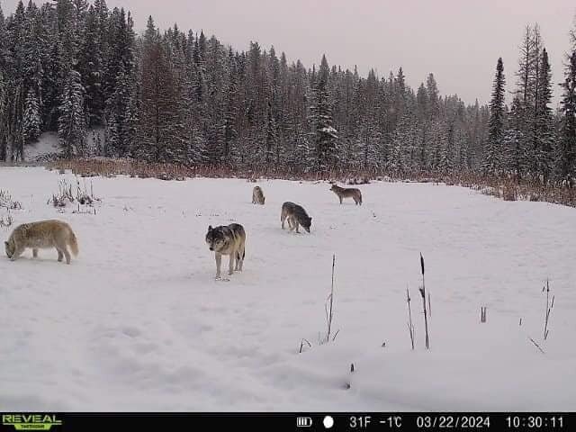 Wolfsjagd Alberta