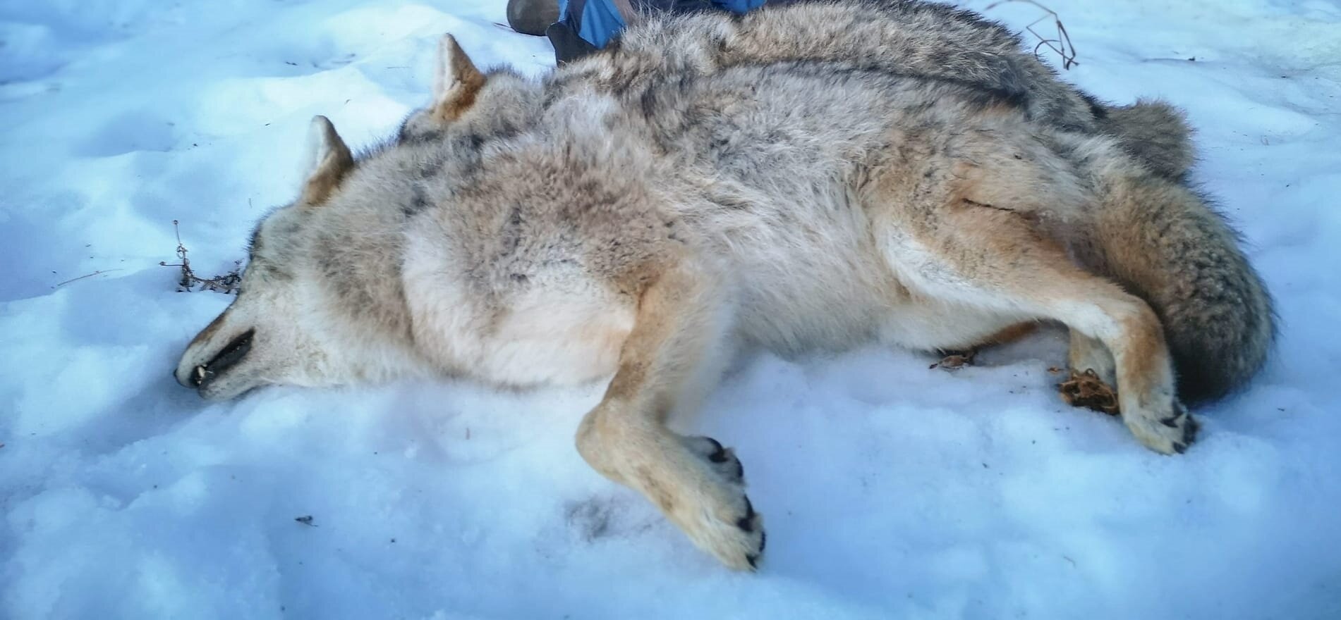 Wolfsjagd Alberta